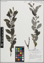Foto von Salix myrsinifolia Salisb.
